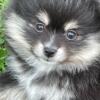 POMSKY PUPPY “Mary Mouse” born 8/7/24 (Pomeranian, Mini Husky) 