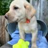 registered Goldendoodle- Lab puppies *Ready for homes now