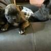 Bugg Puppies (Pug-Boston Terrier)