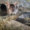 Adult proven breeding chinchillas