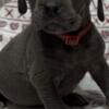 Cane Corso puppies for sale