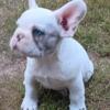 French bulldog male puppy piebald blue merle