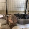 For sale Weimaraner puppies