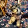 Cartersville GA CKC YORKSHIRE TERRIER Puppy