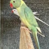 Emerald Hillerman Indian Ringneck