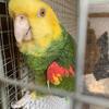double yellow headed amazon parrot