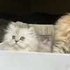 Persian kittens!!!!