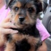 NOW ONLY $800!  LAST PUPPY AT REDUCED  PRICE  TAKE HOME YOUR NEW YORKIE PUPPY TODAY