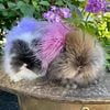 Gorgeous Lionhead bunnies - pedigreed - grand champion bloodlines