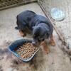 male rottweiler