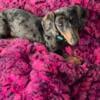 Miniature Dapple Dachshund Puppy