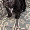 Toy poodle boy