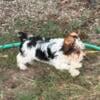 Yorkshire terrier puppies on the small side, a couple of Merles Paisley