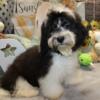 AKC Havanese Champion lines