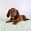 AKC MINIATURE DACHSUND PUPPIES - READY NOW