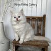 Beautiful TICA  Ragdoll kittens available now  (transport options)