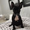 Male French Bulldog Puppy