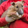 Male bull terrier looking for home