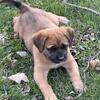 St Weiler Puppies