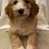 Golden Doodle puppy for sale