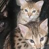Savannah F5 Kittens available NOW