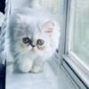 Silver shaded female persian kitten