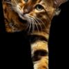 Adult Bengals Available TICA Registered