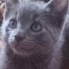 Gorgeous PUREBRED  RUSSIAN BLUE KITTENS AVAILABLE