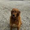 Golden Retriever male