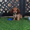 Smokey Handsome ACA LH Mini Dachshund