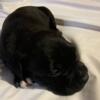 Blue nose and bullmastiff bread for sale