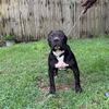 UKC/ADBA registered APBT male