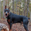 AKC Doberman Pinscher for Stub Services!