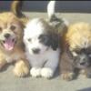 Fullblood hypoallergenic lhasa apso brother's $300 ea