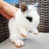 Rabbit lionhead for sale