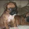 Beautiful boxer puppies