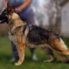 Akc Registered German Shepherd for STUD