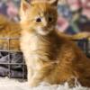 TICA Maine Coon Kitten Oregon