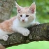 Maine Coon Red Silver & White Male