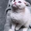 Scottish fold, straight kittens 