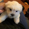 Apple of my eye puppies 
