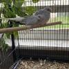 Diamond Doves Pairs And More