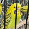 English Budgies