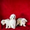 Miniature Poodle puppies - Houston texas!