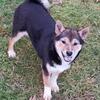 1 Shiba inu puppy ! Ready Now !