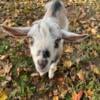 Murphy Male Nigerian Dwarf Goat