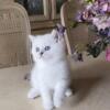 Cutest British shorthair