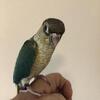 Turquoise yellow side green cheek