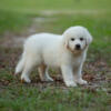 Luna - female livestock guardian pup, Great Pyrenees/ Anatolian Shepard, 10 wks old