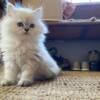 Female Persian kitten for sale